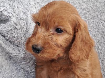 Delightful F1 Red Cockapoo puppies in Cork