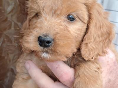Delightful F1 Red Cockapoo puppies in Cork