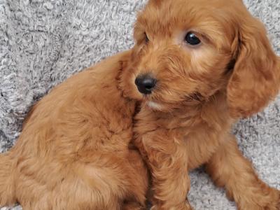 Delightful F1 Red Cockapoo puppies in Cork