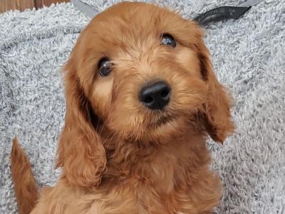 Delightful F1 Red Cockapoo puppies in Cork