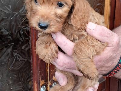 Delightful F1 Red Cockapoo puppies in Cork