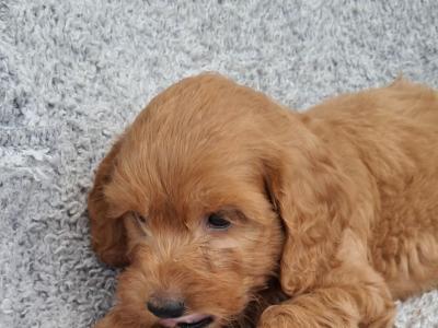 Delightful F1 Red Cockapoo puppies in Cork