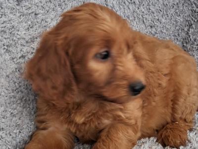 Delightful F1 Red Cockapoo puppies in Cork