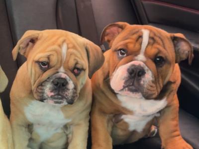 Male English Bulldog puppy in Kildare