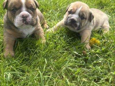 Male English Bulldog puppy in Kildare