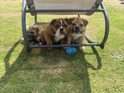 Male English Bulldog puppy in Kildare