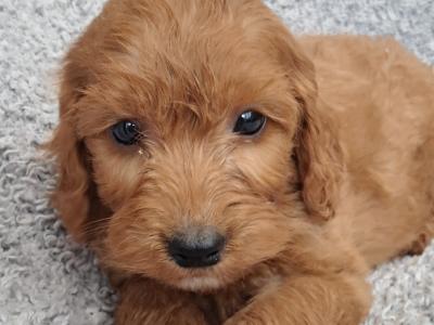 Delightful F1 Red Cockapoo puppies in Cork