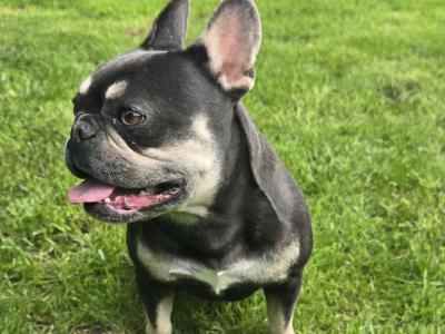 Female French Bulldog in Limerick