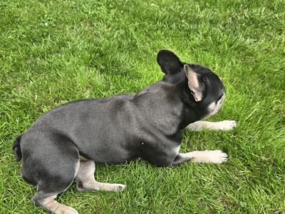 Female French Bulldog in Limerick