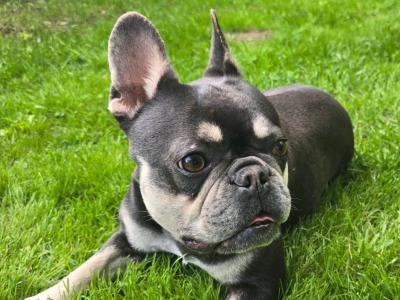Female French Bulldog in Limerick