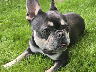 Female French Bulldog in Limerick