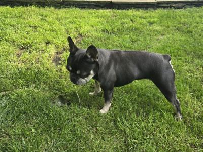 Female French Bulldog in Limerick