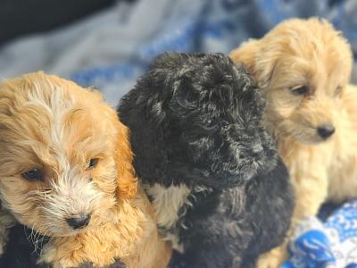 Beautiful Cockapoo puppies in Limerick ready for their new homes