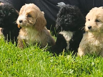 Beautiful Cockapoo puppies in Limerick ready for their new homes
