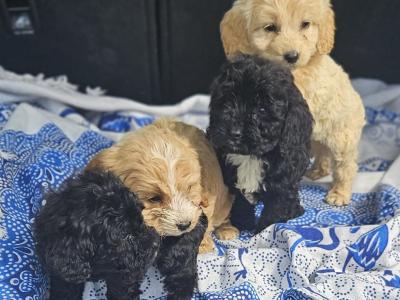 Beautiful Cockapoo puppies in Limerick ready for their new homes