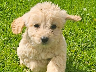 Beautiful Cockapoo puppies in Limerick ready for their new homes