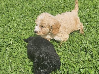 Beautiful Cockapoo puppies in Limerick ready for their new homes