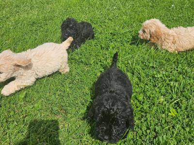 Beautiful Cockapoo puppies in Limerick ready for their new homes