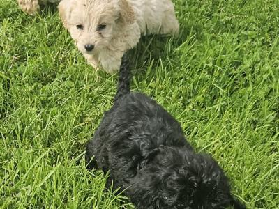 Beautiful Cockapoo puppies in Limerick ready for their new homes