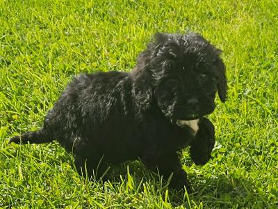 Beautiful Cockapoo puppies in Limerick ready for their new homes