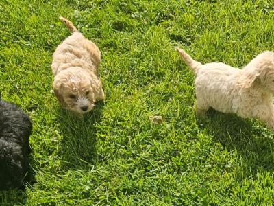 Beautiful Cockapoo puppies in Limerick ready for their new homes