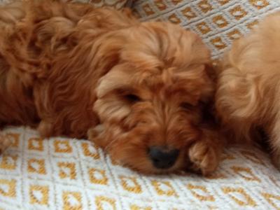 Cockapoo puppies for sale in Laois