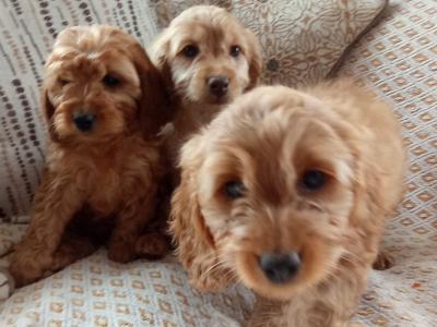 Cockapoo puppies for sale in Laois