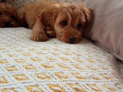 Cockapoo puppies for sale in Laois