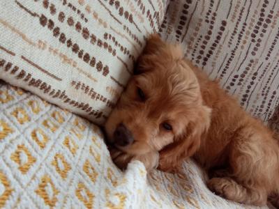 Cockapoo puppies for sale in Laois