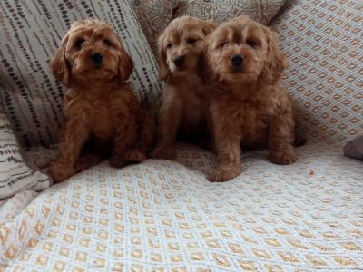 Cockapoo puppies for sale in Laois
