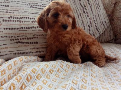 Cockapoo puppies for sale in Laois