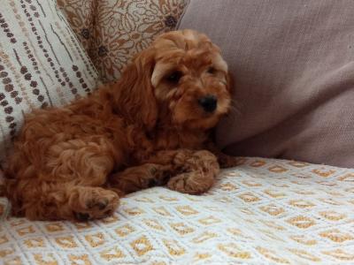 Cockapoo puppies for sale in Laois
