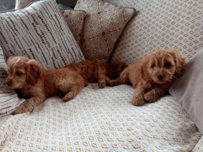 Cockapoo puppies for sale in Laois
