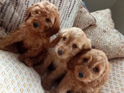 Cockapoo puppies for sale in Laois