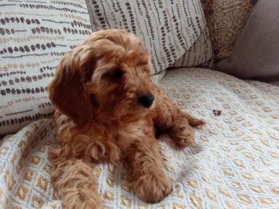 Cockapoo puppies for sale in Laois
