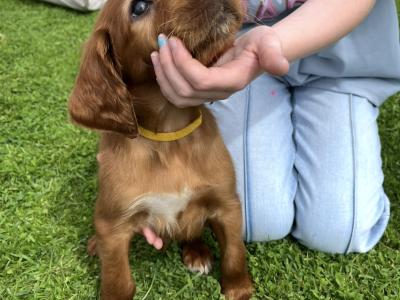 Irish Setter puppies in Tipperary☘️