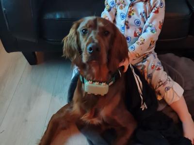 Irish Setter puppies in Tipperary☘️