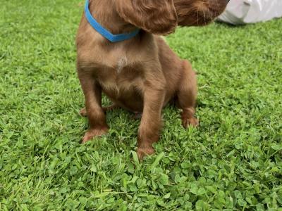 Irish Setter puppies in Tipperary☘️