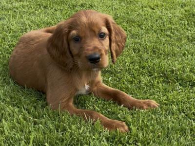 Irish Setter puppies in Tipperary☘️