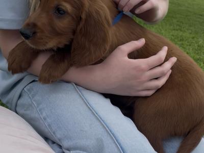 Irish Setter puppies in Tipperary☘️