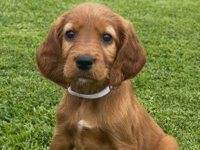 Irish Setter puppies in Tipperary☘️