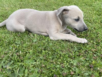Italian Greyhound x Whippet puppies in Kildare