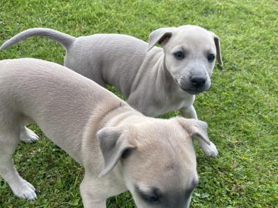 Italian Greyhound x Whippet puppies in Kildare