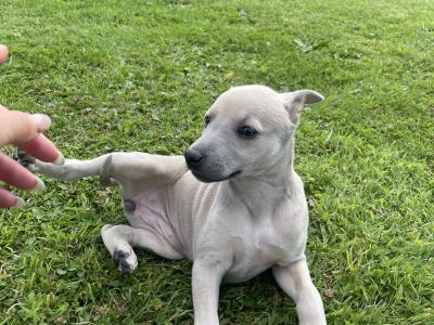 Italian Greyhound x Whippet puppies in Kildare