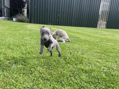 Italian Greyhound x Whippet puppies in Kildare