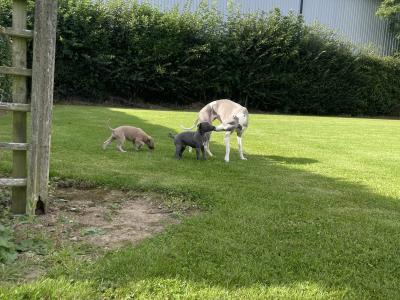 Italian Greyhound x Whippet puppies in Kildare