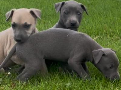 Italian Greyhound x Whippet puppies in Kildare