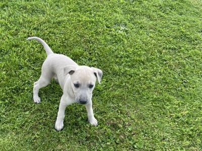 Italian Greyhound x Whippet puppies in Kildare