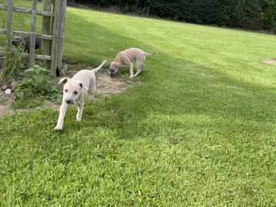 Italian Greyhound x Whippet puppies in Kildare