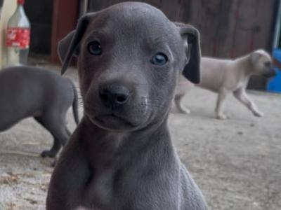 Italian Greyhound x Whippet puppies in Kildare